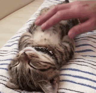 靠睡觉一路爆红的猫咪,睡姿真的超级有魔力