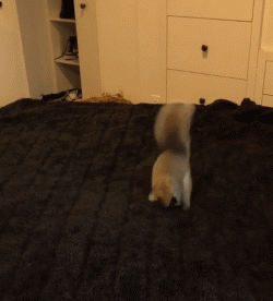 只要一开心,松鼠就跟被上了弦一样,竖着毛绒绒的蓬松大尾巴,到处跑