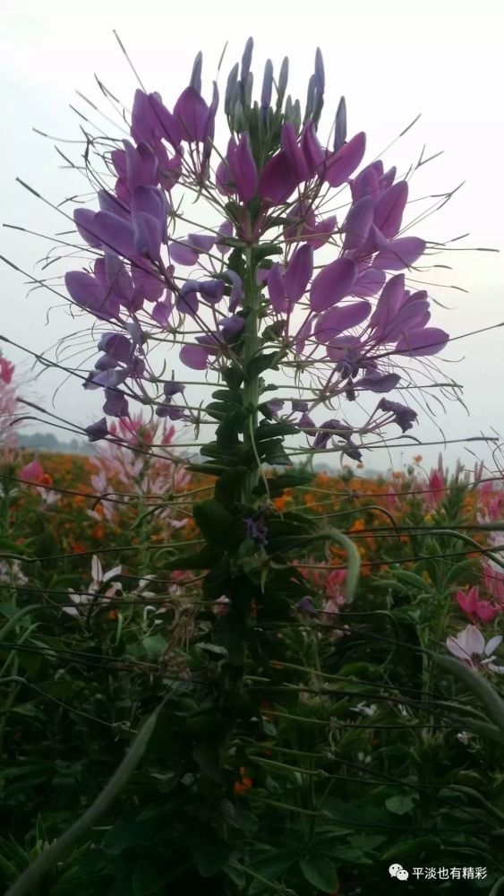 有小毒.祛风散寒,杀虫止痒.相传,醉蝶花的果实在民间还试用于肝癌.