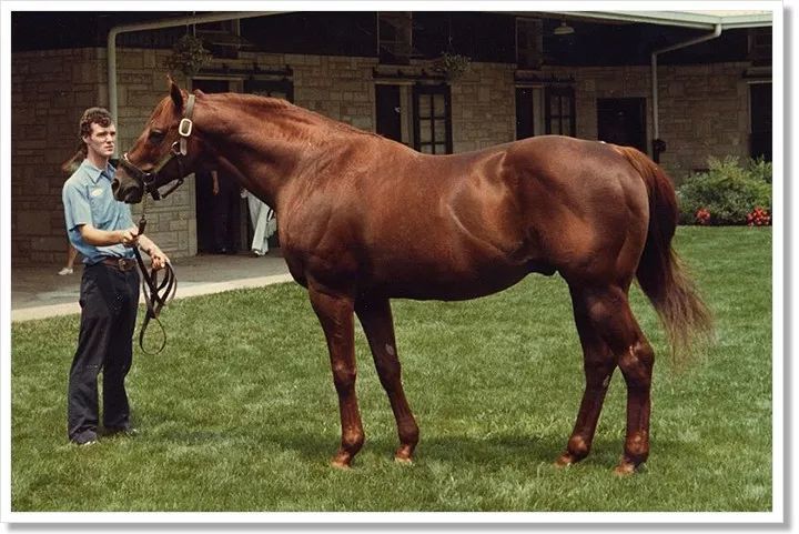 不屈之抗衡者 Mr Prospector 看点快报