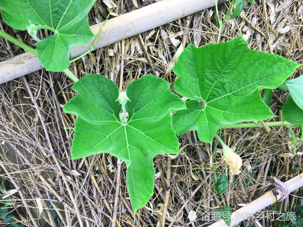 见过飞天遁地的 "葫芦娃",你吃过农村的"站桩葫芦"吗?