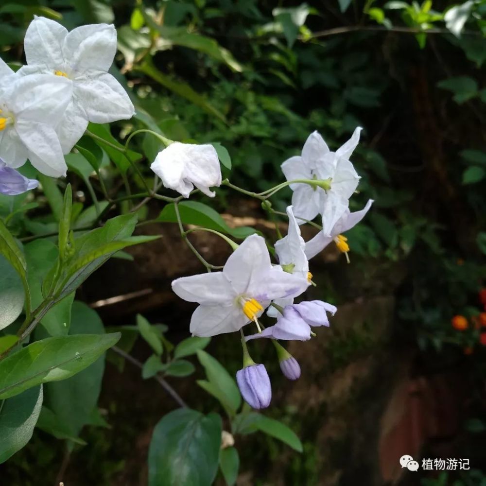 素馨叶白英 白英的抗癌作用 看点快报