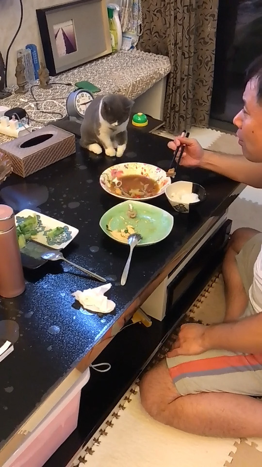 主人吃饭不理猫咪,猫咪气得将瓶盖丢进菜碗,主