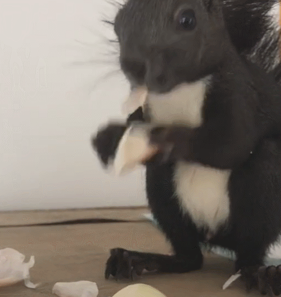 炒菜时用到大蒜,主人扔三颗给松鼠,剥皮的速度让人甩头!