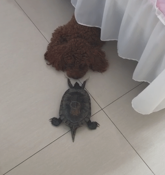 动物 龟 573_607 gif 动态图 动图