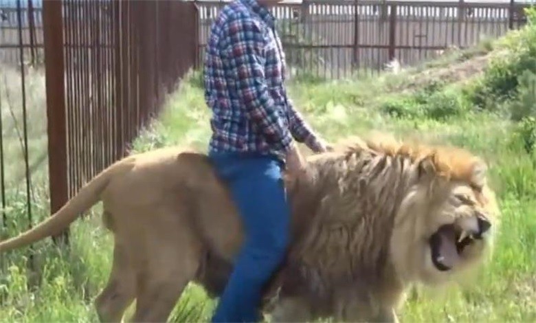 男子抚摸狮子可以但想骑狮子,狮子就不乐意了,这吼声吓人