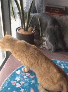 两猫在窗子前站半小时 主人走近一看笑昏厥了 橘猫:稳住 敌不动咱也不