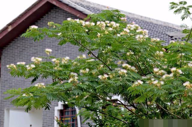 合欢树为什么叫合欢树?绒球红花,不仅好看,还能药用解