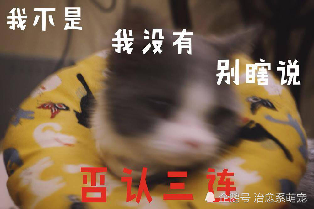 你该不会是个傻子吧?