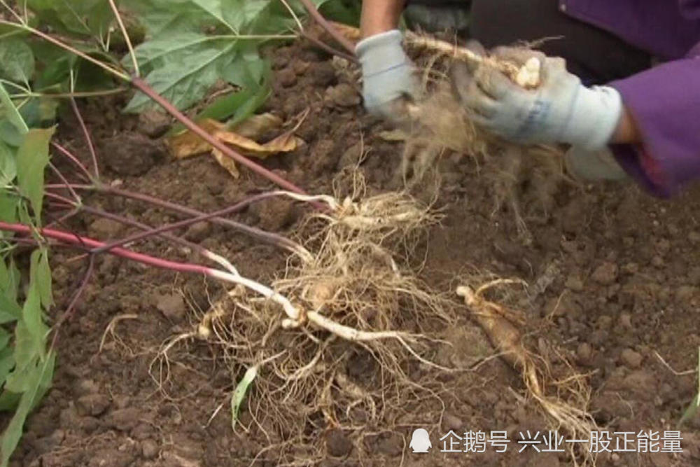 带你见识一下人参生长的模样!吃过未必见过!