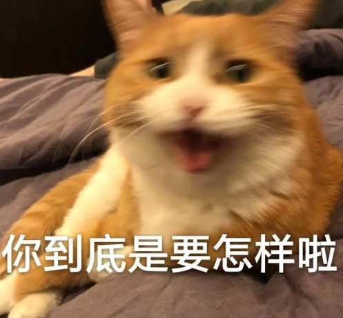 橘猫手扶是在站立以为着劈叉它气功笔芯的可爱表情包练沙发靠图片