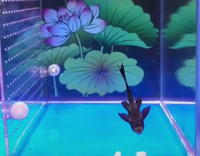 胆小的龙鱼宝宝不敢捡鱼食,清道夫跳了出来:有