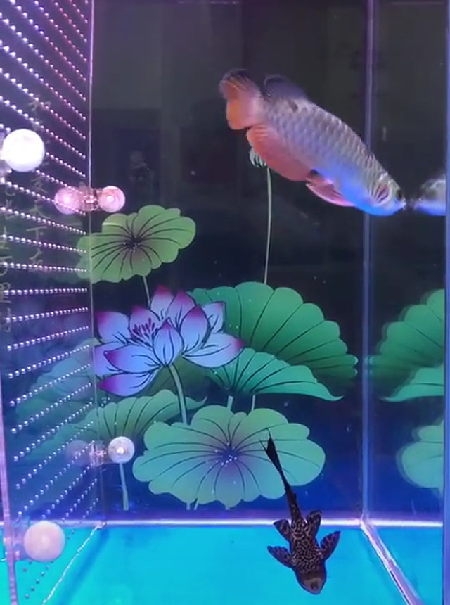 胆小的龙鱼宝宝不敢捡鱼食,清道夫跳了出来:有