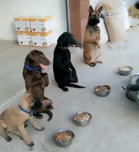 狗狗排队吃饭,画面超级可爱,网友:最后那只狗,你是不是认错盆了!