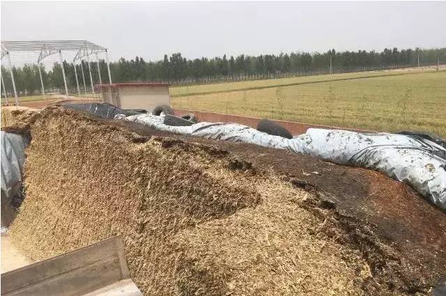 青贮玉米关键点:你家青贮窖顶发霉腐烂吗?