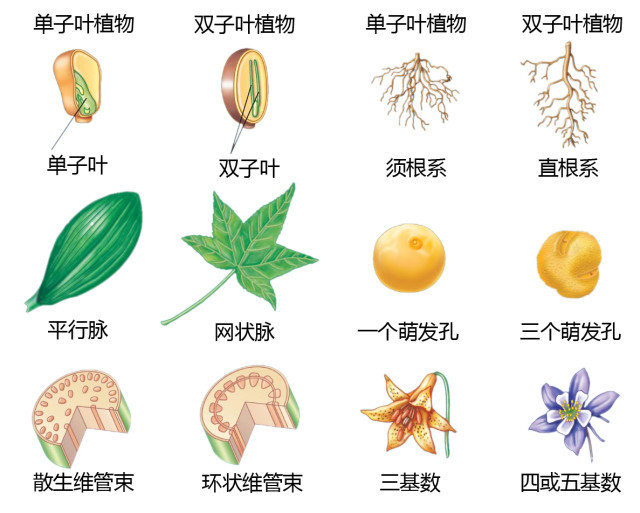 如有侵权,请联系删除 叶 单双子叶区别 根的类型 花的变化 兰科