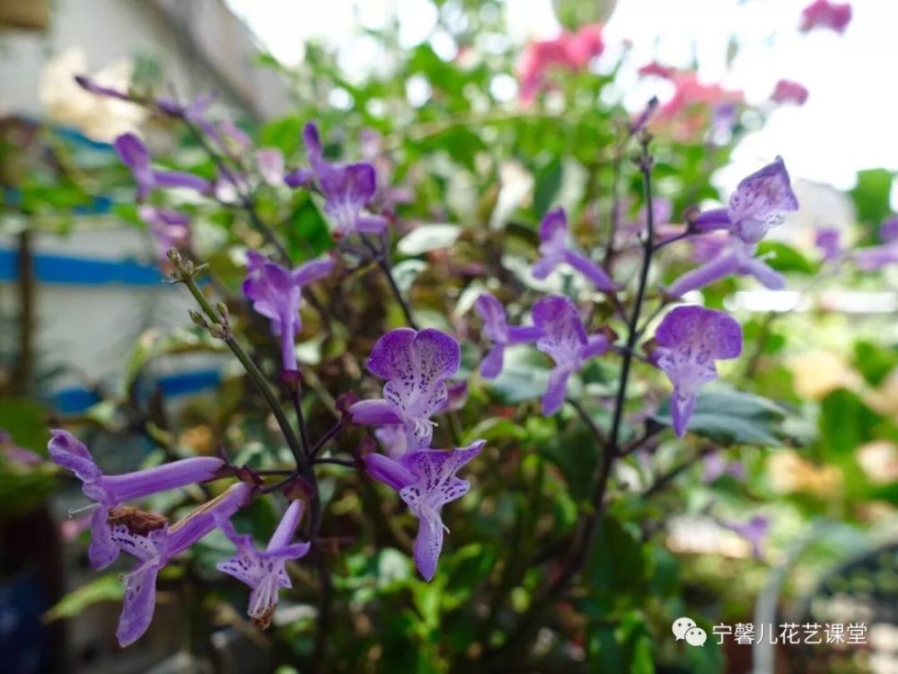 8月露台 阳台种花养花打理要点 看点快报