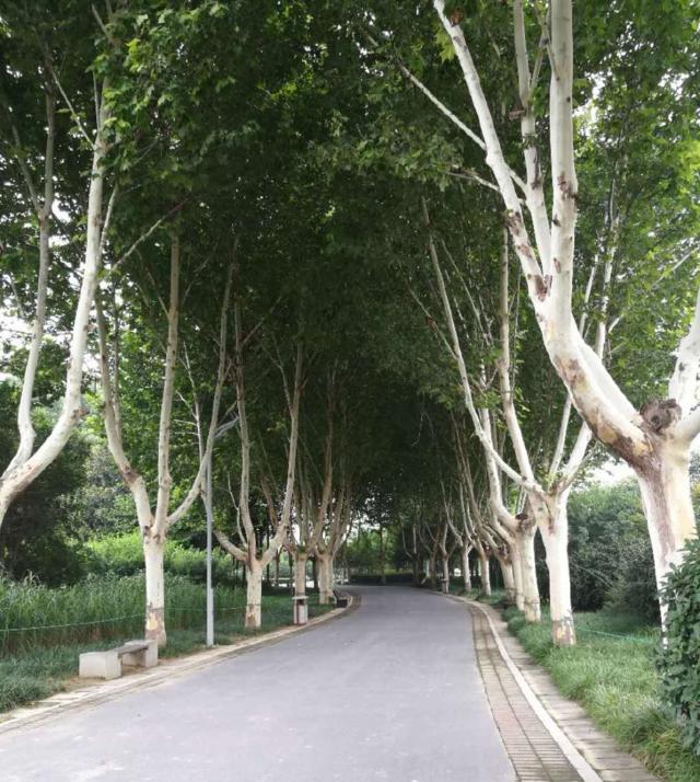 免费开放的郑州植物园
