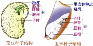 种子发芽 又 吃 又 喝 还会 闹脾气 看点快报
