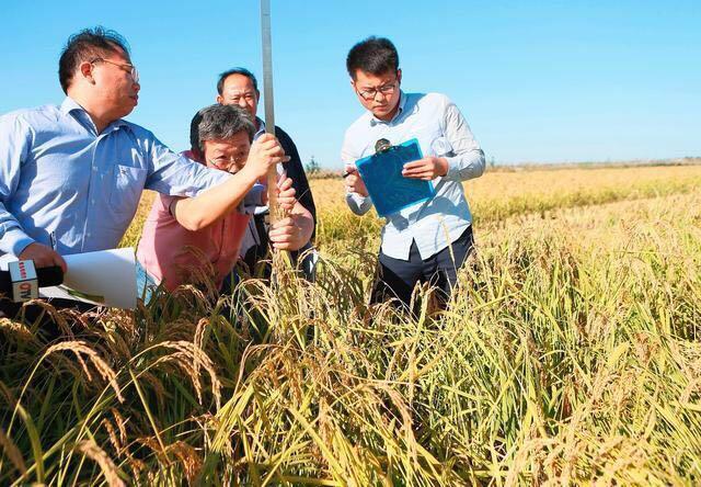 杂交水稻之父袁隆平 海水稻 研制成功,祖国最伟大的科学家