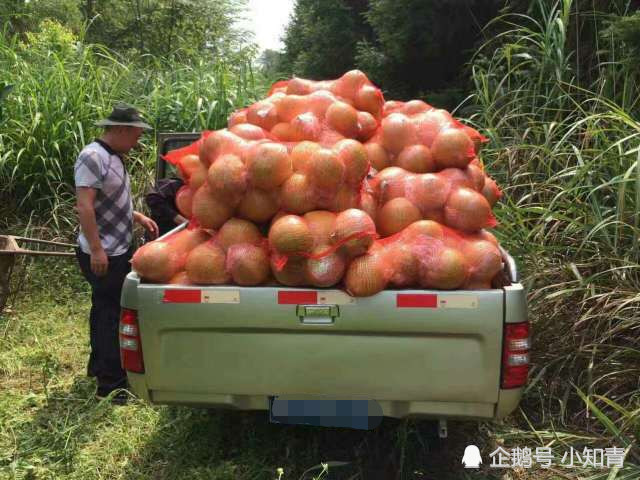 这农村最泛滥的水果,农民疯狂种植一斤2块,有