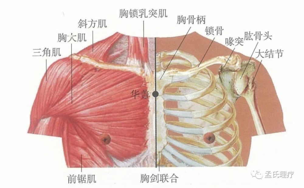 层次解剖:皮肤皮下组织胸大肌起始腱胸骨柄与胸骨体之间(胸骨角).