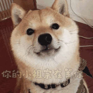 柴犬表情包合集