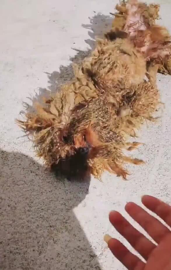 泰迪狗狗几个月没打理,身上的毛都卷成墩布,看