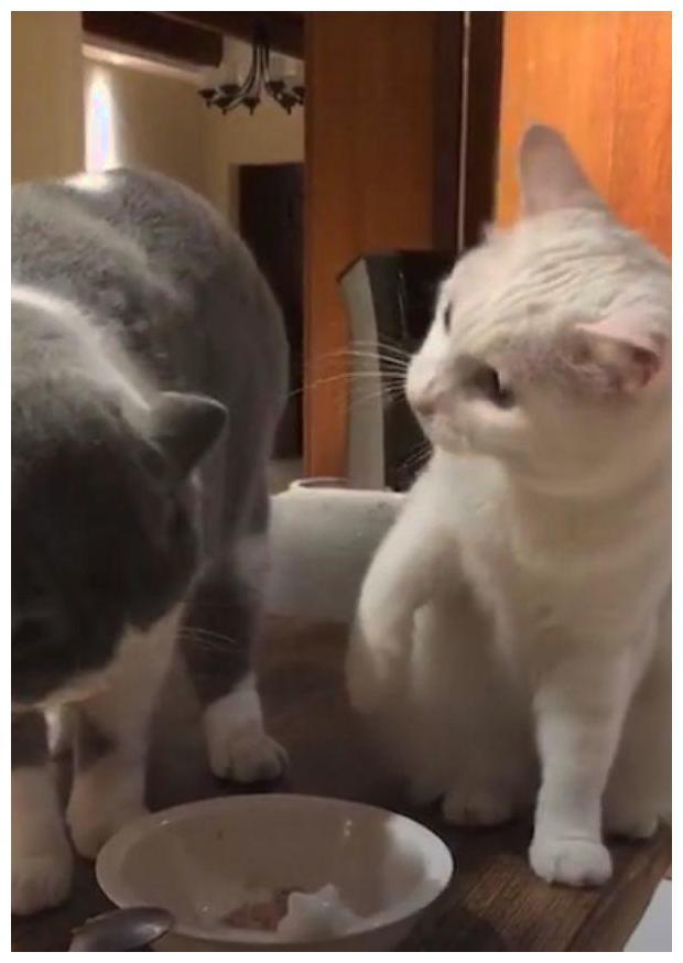主人下楼取个快递的时间,猫咪们见缝插针:闹剧一把让主人笑喷