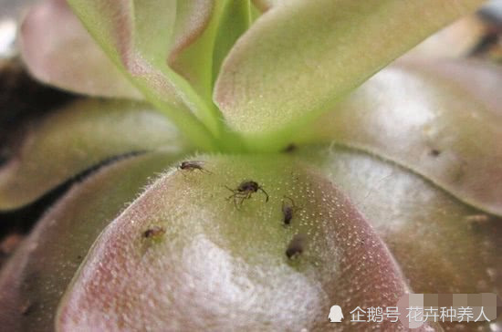 多肉植物常见害虫及常用药物 读完这篇文章你再也不怕肉肉生虫了 看点快报