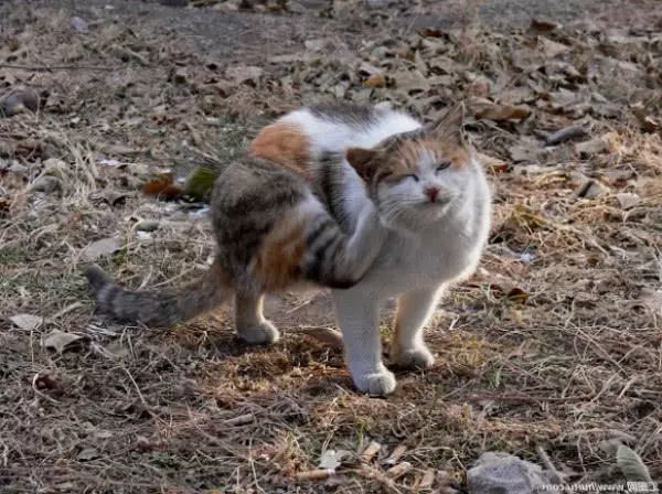 路边见一群小奶狗趴在猫身上,走近一看吓傻了