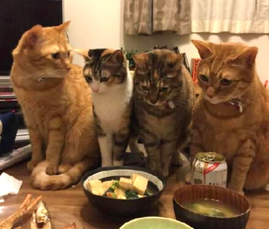 小哥晒出自己吃饭照片,众人看后表示:2只橘猫?家里一定有矿