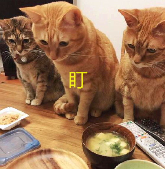 小哥晒出自己吃饭照片,众人看后表示:2只橘猫?家里一定有矿