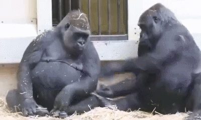 母猩猩生气了,公猩猩怎么都哄不好,网友:这不是我女朋友么