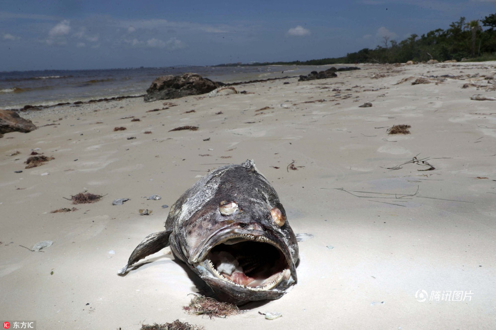 美国海边现大量巨型死鱼 触目惊心