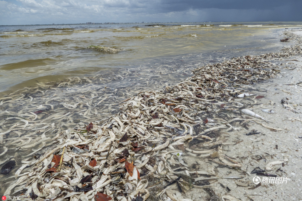 美国海边现大量巨型死鱼 触目惊心