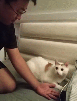 15,搞笑gif:喵星人哎呀我去,铲屎官啥时候变得这么厉害了,东西去哪了!