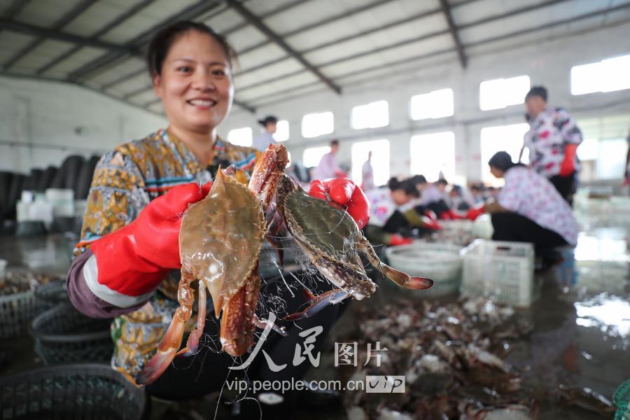 8月6日,渔民在连云港市赣榆海头港海产品交易市场展示捕获的梭子蟹.