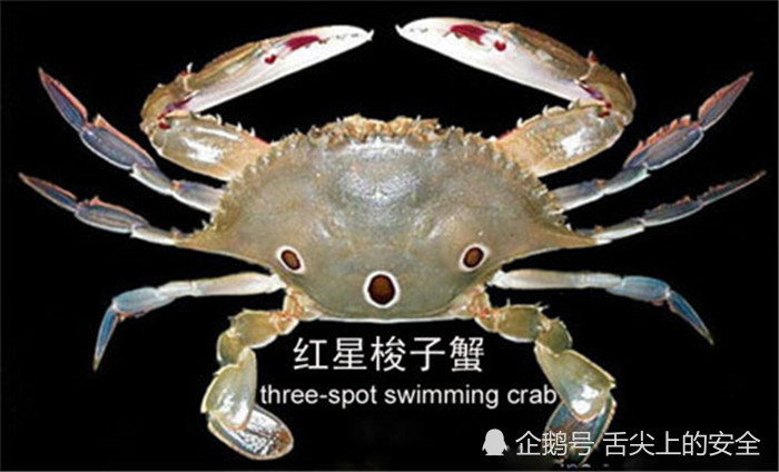 花上千块钱吃的帝王蟹,不是真螃蟹?波士顿龙虾也不是真的龙虾?