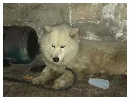 狗狗被人抛弃在地下车库,它呜咽着哭泣,女孩得