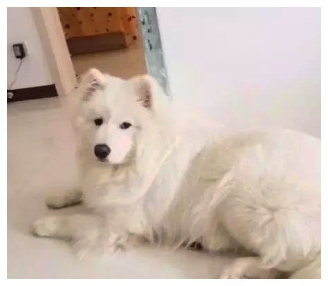 狗狗被人抛弃在地下车库,它呜咽着哭泣,女孩得