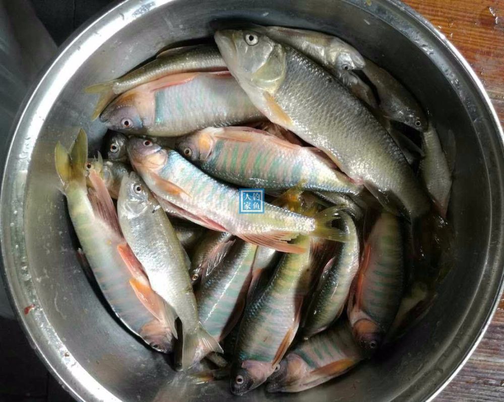 乱石青苔小溪,爆钓名贵泉水鱼类,收获满满2盆的稀有野生溪水鱼
