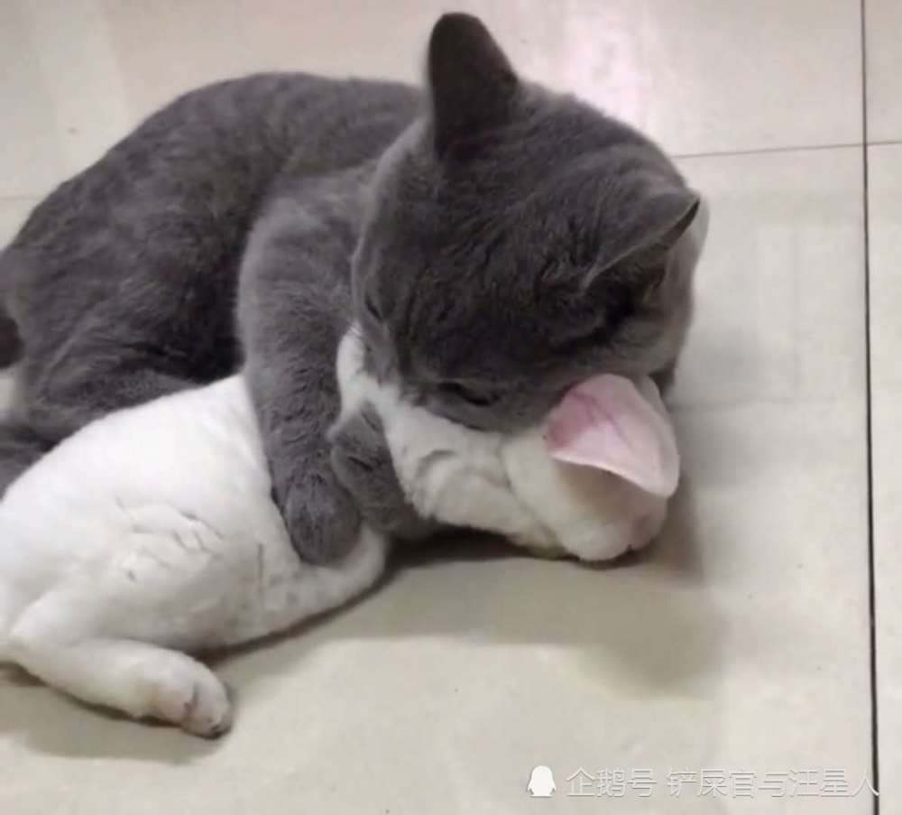 英短蓝猫又闯祸 主人买的兔子 带回家后差点被猫咪给 吓死 看点快报