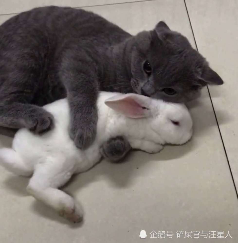 宠物猫宠物兔,英短蓝猫,可爱搞笑猫咪,猫咪争宠吃醋,铲屎官养猫趣闻
