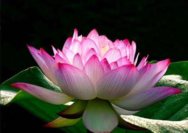 千瓣莲花 ll 层层叠叠花千瓣,灼灼荷莲泛红光