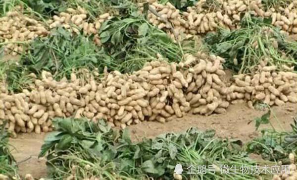 花生想亩产千斤要怎么做?详解花生优质