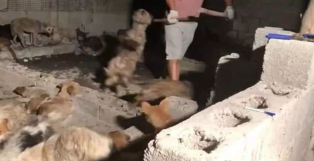 从屠宰场救出135只狗狗,救援者:"它们每一只都在疯狂的颤抖…"