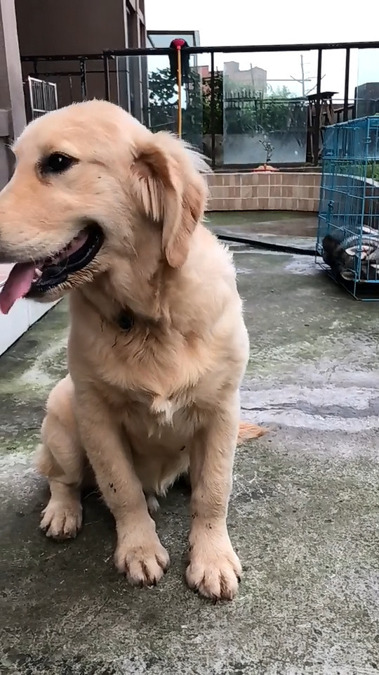 主人教训小金毛,却被主人吓成这般模样,小样让