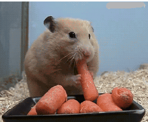 对于吃东西,小仓鼠可是使出了浑身解数呀,让人不觉感叹这是把所有的