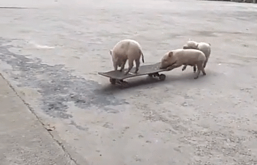三只小猪玩滑板车,如此的配合方式,都变成猪精了!